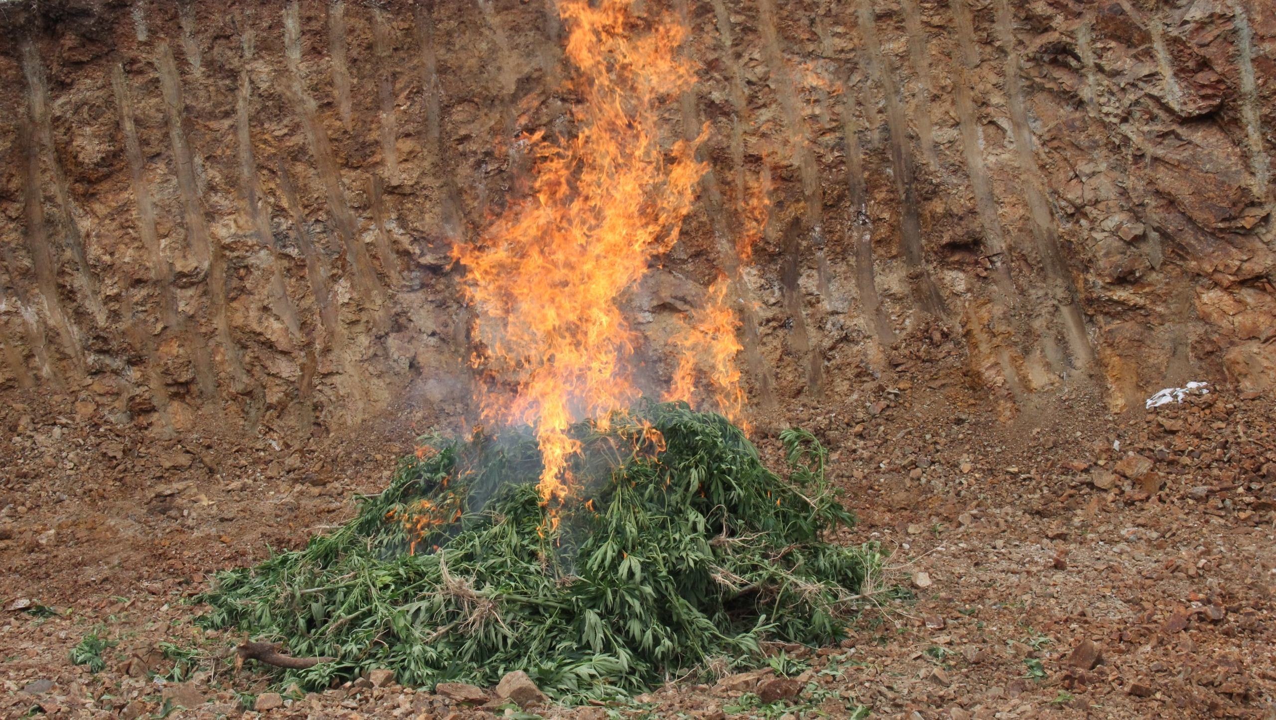 Kadışehri ilçesinde devlet arazisine ekilen 710 kök Hint keneviri tespit