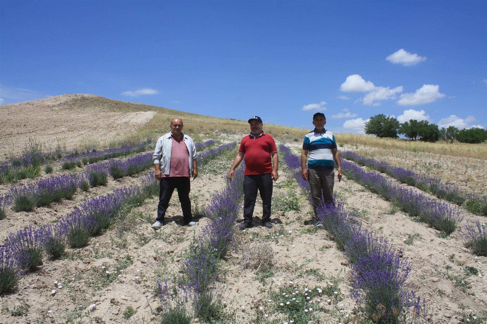 Yozgat Tarım ve Orman Müdürlüğü tarafından 3 ilçeede demonstrasyon dikimi