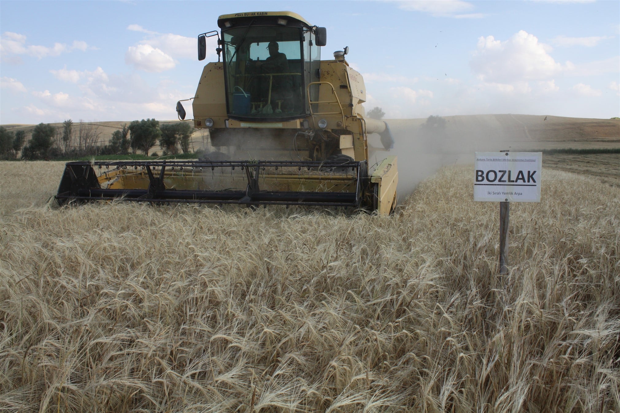 Yozgat İl Tarım ve Orman Müdürlüğü, il genelinde yerli Arpa