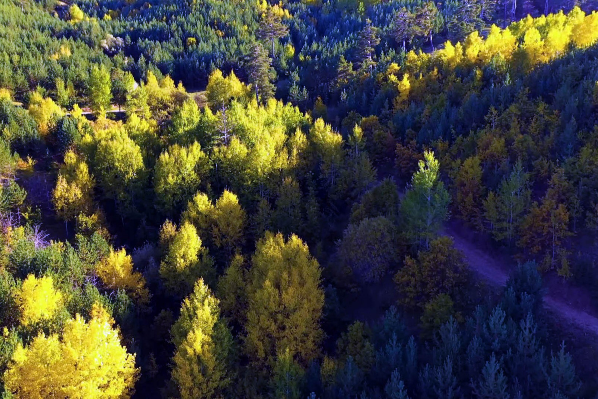 İç Anadolu Bölgesinin tek blok ve en geniş ormanlarından olan,