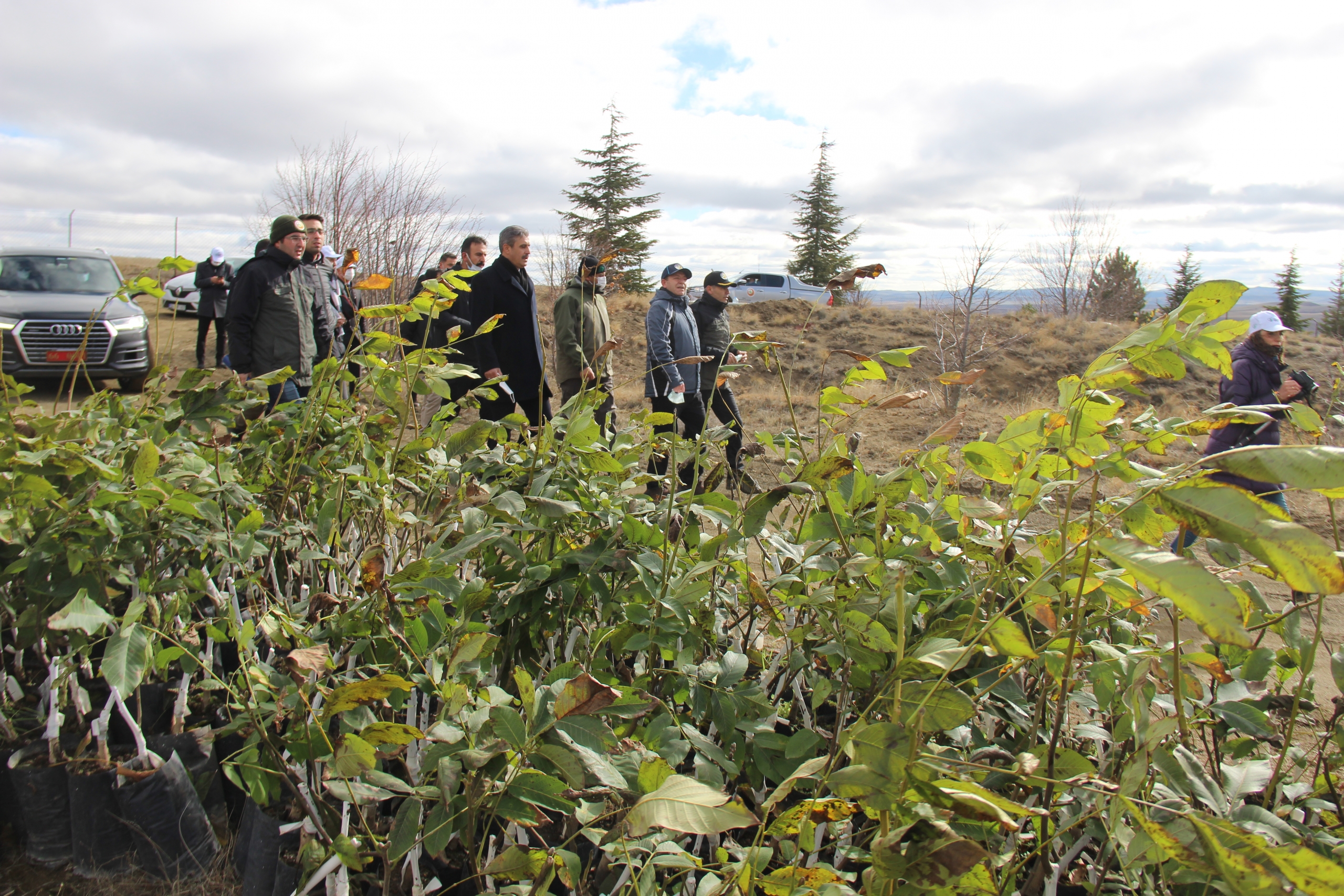 Yozgat Valisi Ziya Polat, özellikle ceviz fidanının ekonomiye daha çok