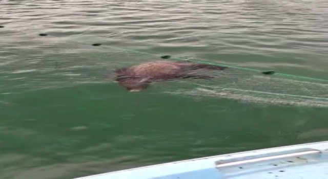 Yozgat’ın Çekerek Barajında balıkçıların ağına bu kez balık değil yaban