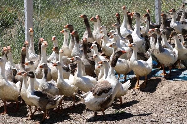 Yozgat’ın Sarıkaya ilçesine bağlı Küçükçalağıl köyünde yaşayan Emrah Ölmez, çalışmak