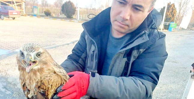 Boğazlıyan’da duyarlı vatandaşlar tarafından bulunan yaralı yavru Kızıl Şahin tedavi