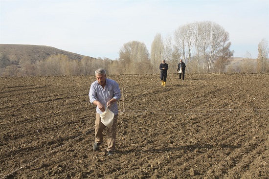 Yozgat Tarım ve Orman İl Müdürlüğü ekiplerinin çalışmalarıyla yerli buğday