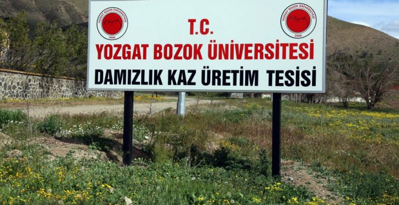 Yozgat Bozok Üniversitesi tarafından daha önce KOP’a sunulan kaz ıslahı,