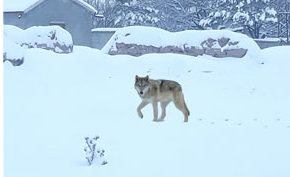 Yozgat il genelinde etkili olan kar yağışı ile birlikte Boğazlıyan