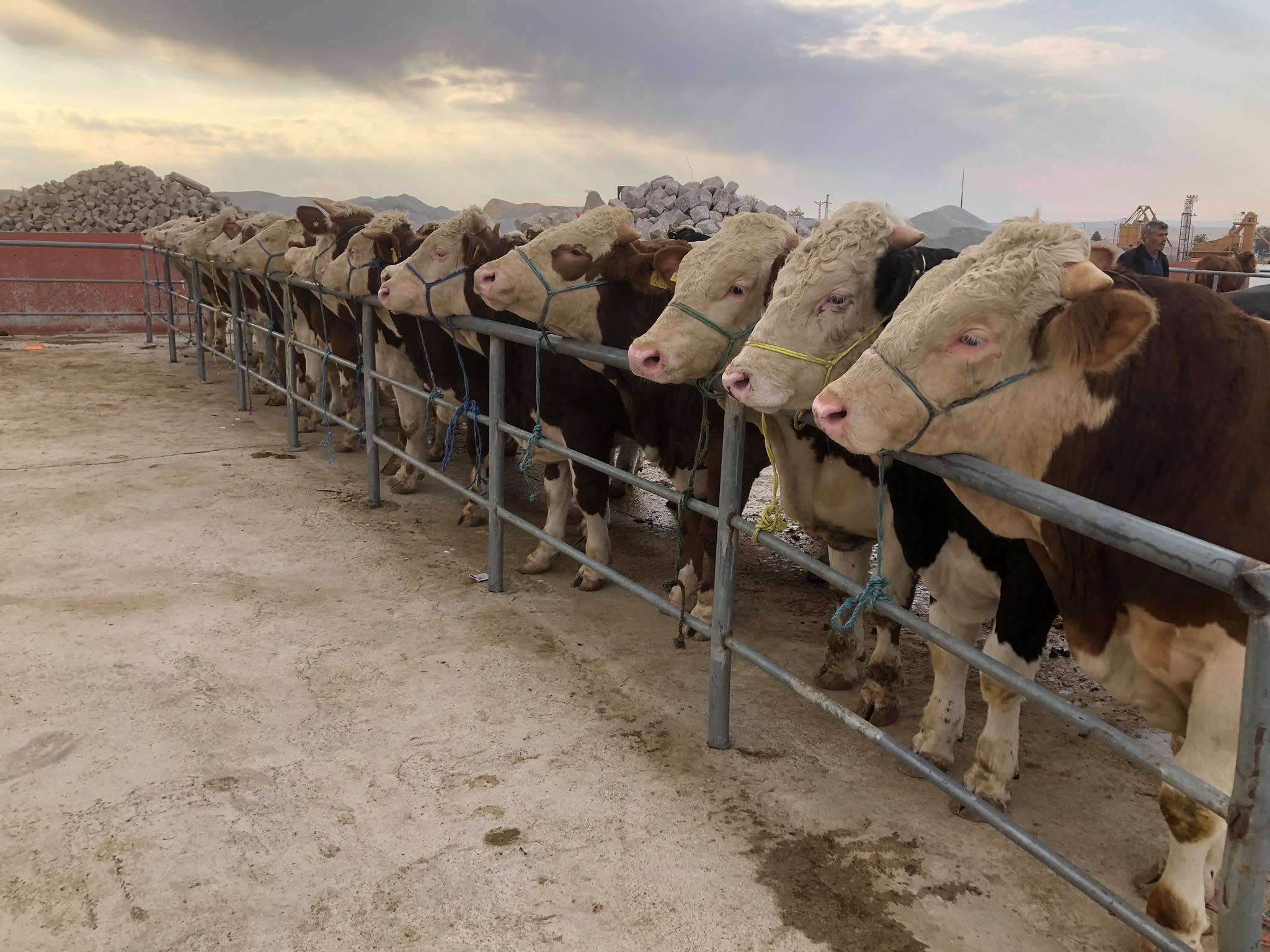 Ülke genelinde büyükbaş hayvan sayısı bir önceki yıla göre yüzde