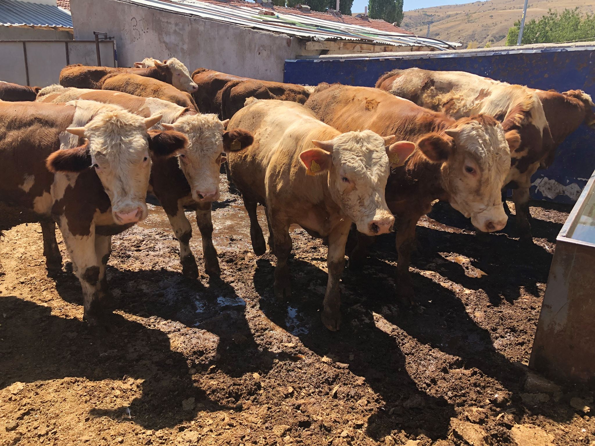 Ülke genelinde büyükbaş hayvan sayısı bir önceki yıla göre yüzde