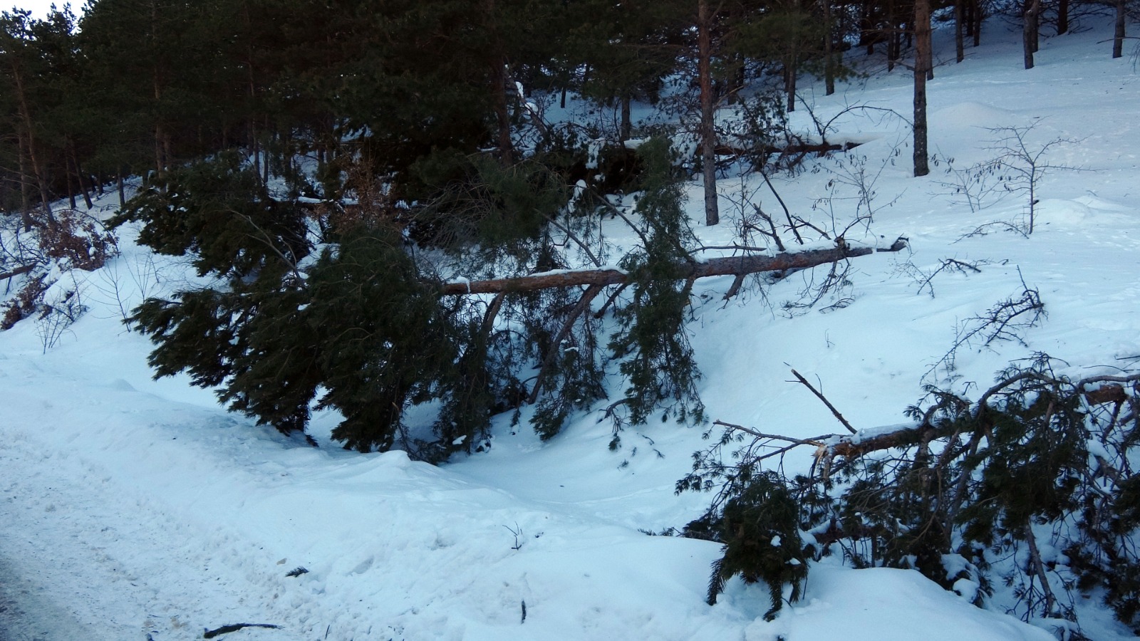 Yozgat etkili olan kar yağışı nedeniyle Kirazlı Göleti bölgesinde ormanlık