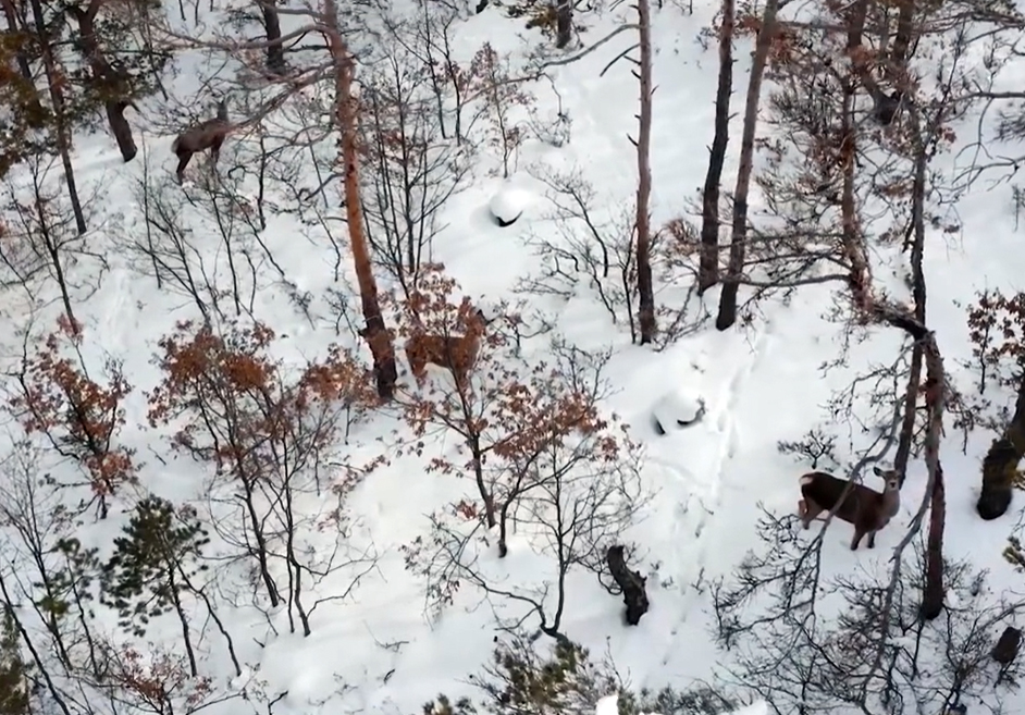 Akdağmadeni ilçesindeki Doğal Yaşam Alanı'nda bulunan ve koruma altında olan