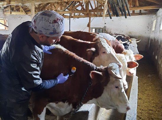 Yozgat’ta 237 bin hayvana şap aşısı yapılacak