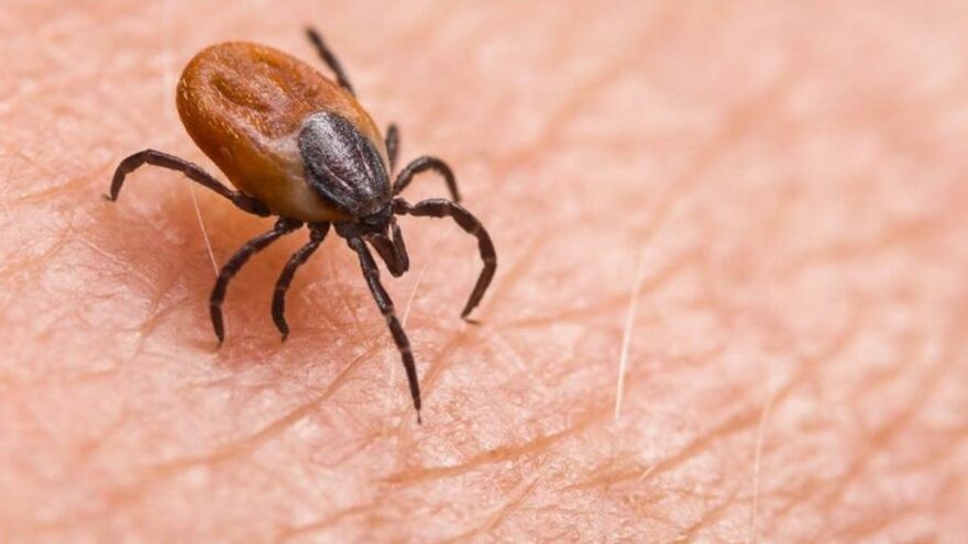 Kırım Kongo Kanamalı Ateşi (KKKA) hastalığı ile il genelinde vakaların