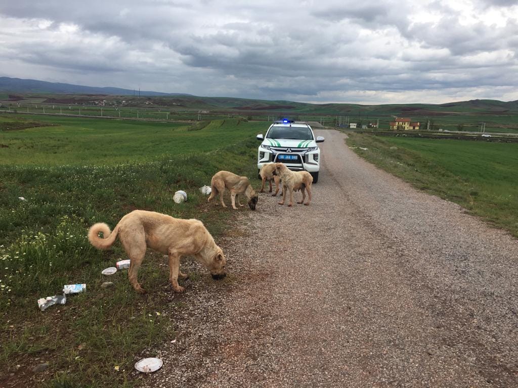 Duyarlı bir hayvan severin sosyal medya hesabından yaptığı “anne ve