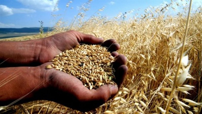 Yozgat, buğday üretiminde ilk 5’in içerisinde