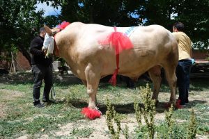 Çekerek’te 120 bin liradan satışa çıkarılan yaklaşık 2 tonluk “Fırtına”