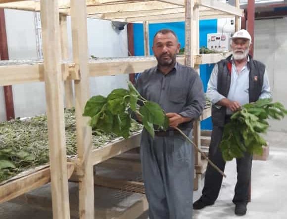 Yozgat’ın Çekerek İlçesinde uygulamaya konulan ‘İpek Böceği Yetiştiriciliği’ projesi kapsamında