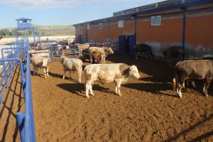 Kurban Bayramı’na sayılı günler kala, Yozgat’ta vatandaşlar kurbanını temin etmek