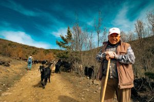 Akdağmadeni ilçesinde 2 bin 100 rakımlı yaylalara büyük ve küçükbaş
