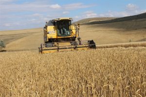 Yozgat’ta Toprak Mahsulleri Ofisi (TMO), arpa ve buğday alım taban