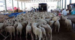 Avusturya Viyana Uluslararası Demokratlar Birliğince, “Gurbetten Sılaya” projesi doğrultusunda “Bu