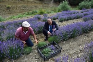 Yozgat Merkez Sarıhacılı köyünde Tarım ve Orman İl Müdürlüğü kontrolünde