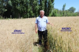 Yozgat Tarım ve Orman İl Müdürlüğü il genelinde yerli tohum