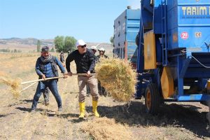 Yozgat Tarım ve Orman Müdürlüğü il genelinde yerli çeşit mercimek