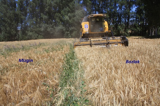 Yozgat Tarım ve Orman Müdürlüğü il genelinde yerli arpa çeşit