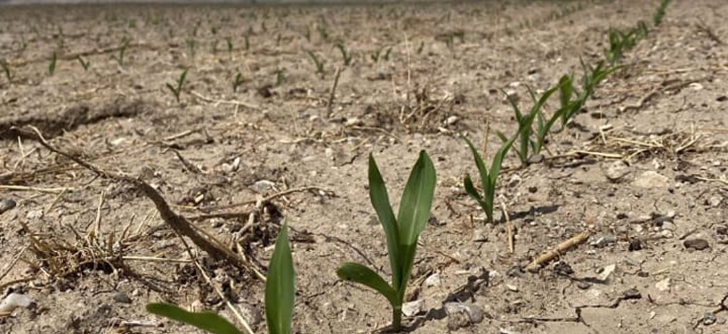 Yozgat’ın Yerköy ilçesi Yenimahalle sulama birliği tarafından mısır ekimi yapıldı.