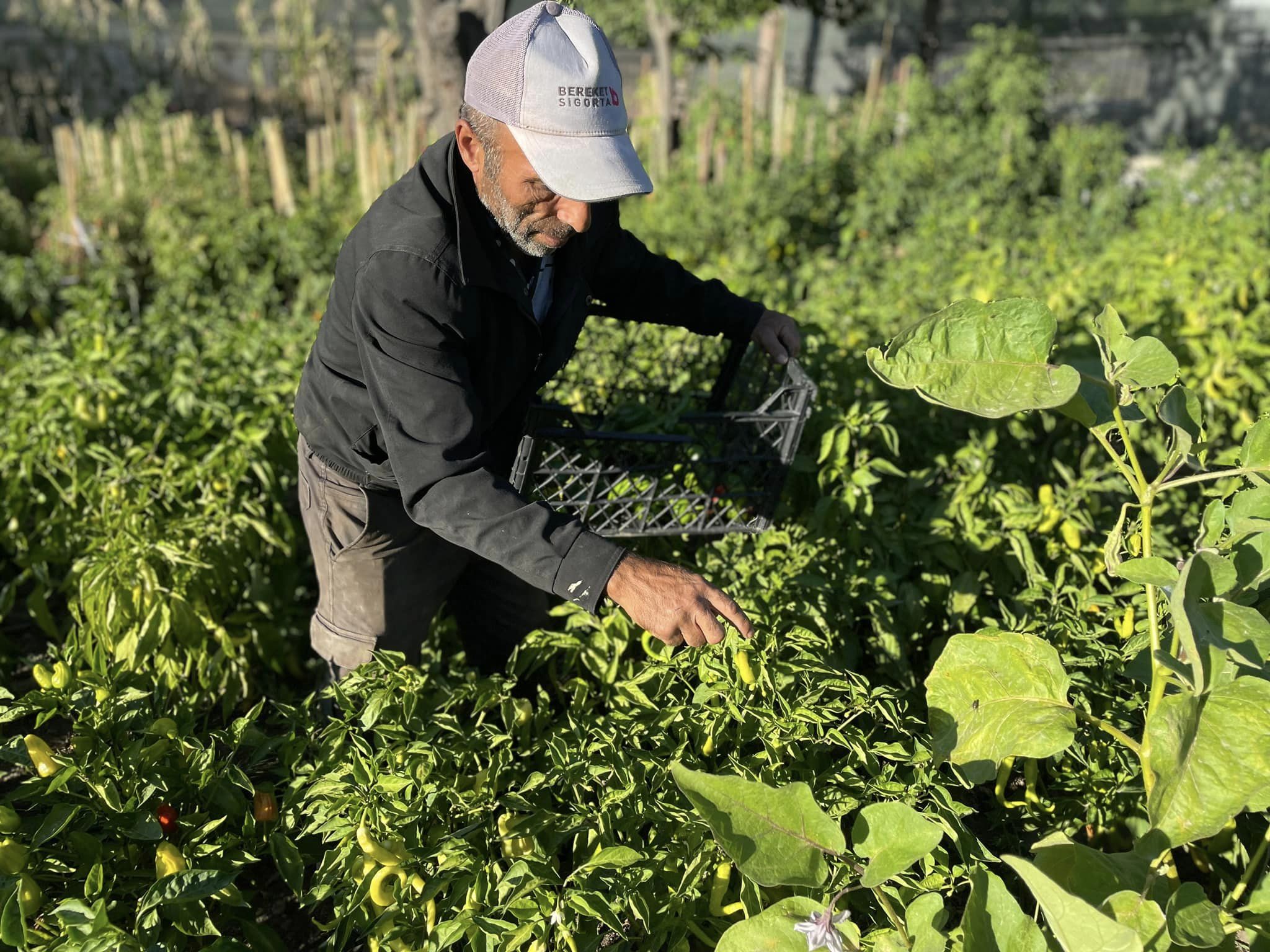 Saraykent Kaymakamlığı tarafından oluşturulan vefa bahçesi ilçede aşevinin ihtiyaçlarını karşılıyor.