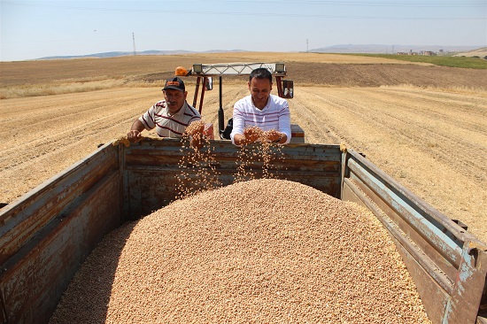 Yozgat Merkez ve Sorgun İlçesinde uygulanan toprak işlemesiz nohut demonstrasyonlarının