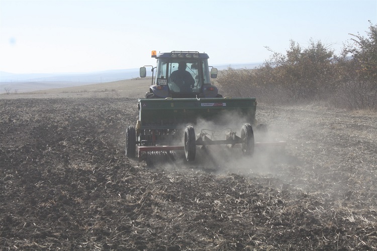 Yozgat Tarım ve Orman İl Müdürlüğü, il genelinde yerli mercimek