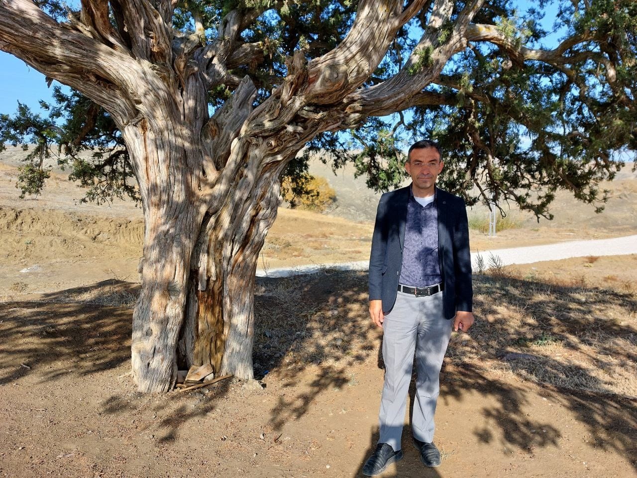 Yozgat’ın Sorgun ilçesine bağlı Araplı beldesinde anıt ağaç olarak belirlenen