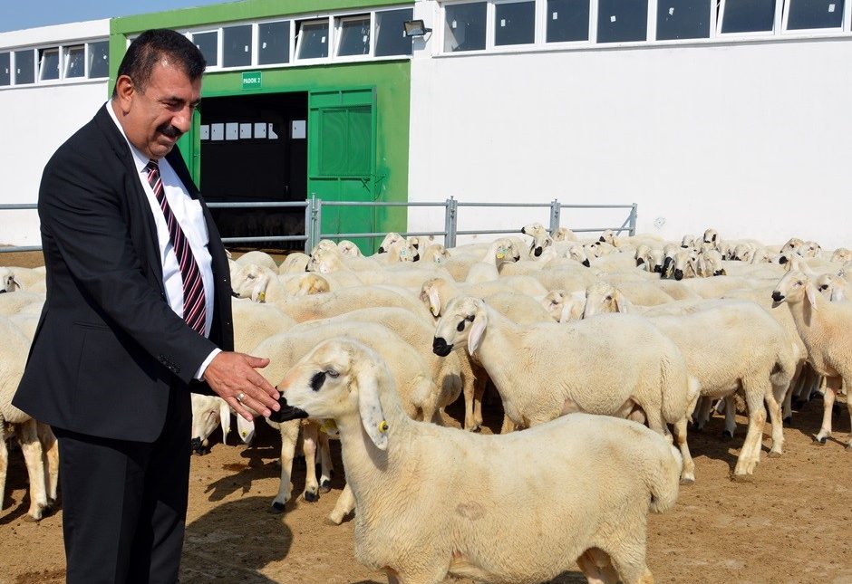 Türkiye Koyun Keçi Yetiştiricileri Merkez Birliği (TÜDKİYEB) Genel Başkanı Nihat