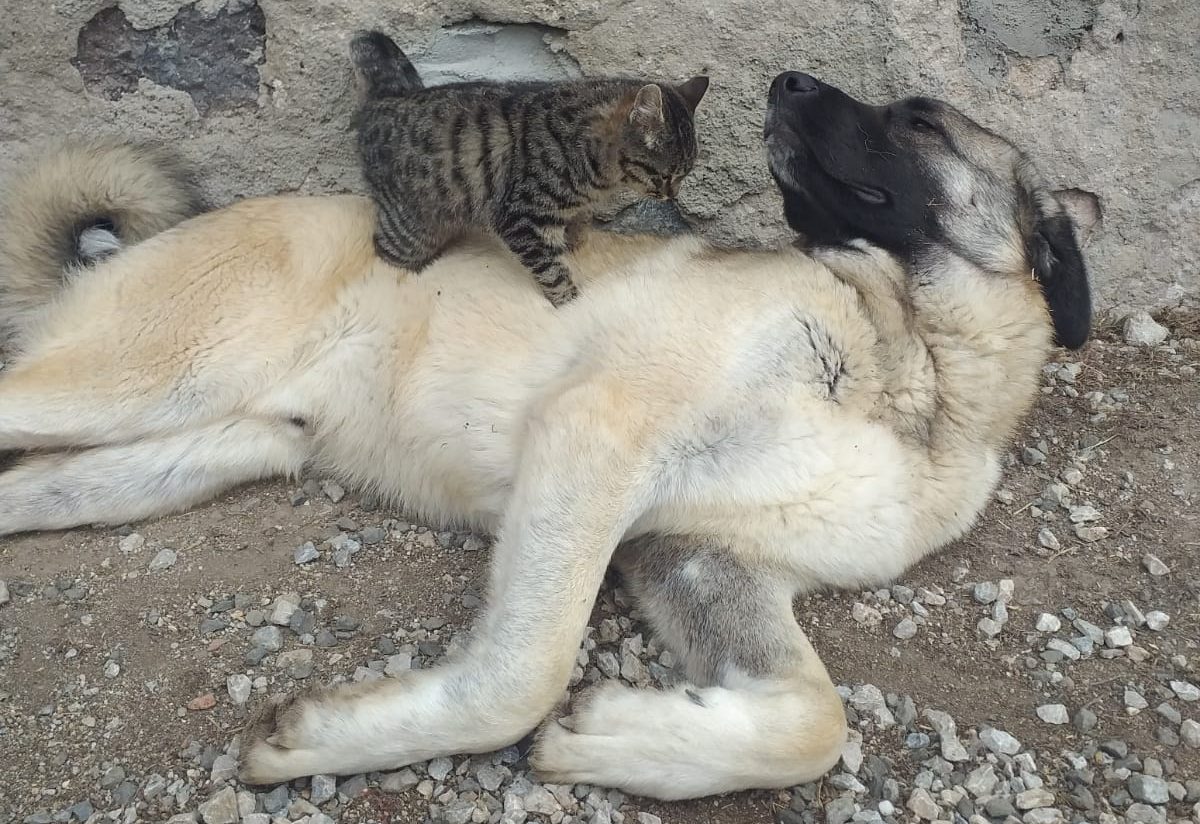 Genelde kedilerin korkulu rüyası olan köpekler pek anlaşamazken, Yozgat’ta bir