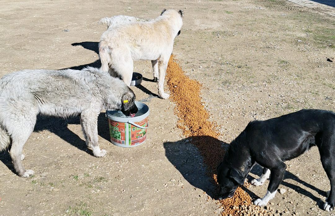 Çayıralan Kaymakamlığı öncülüğünde ilçe genelinde bulunan toplam 65 sokak hayvanı