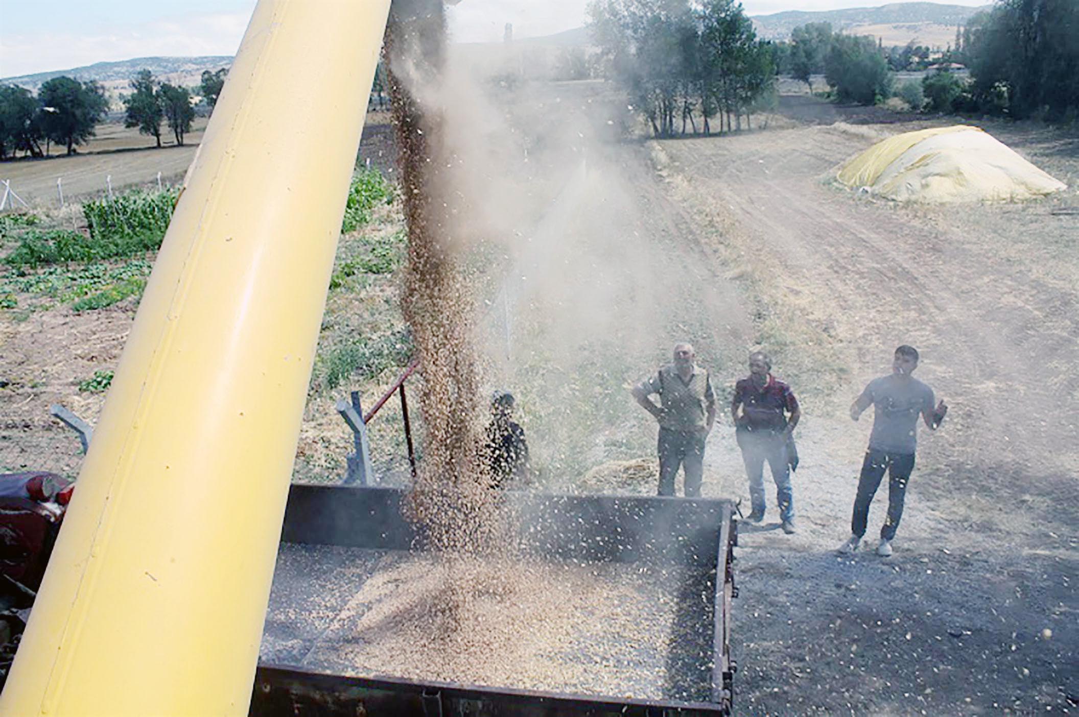 Kuru tarım alanlarında çiftçinin ayçiçeği ve nohut tohumu alımına yüzde
