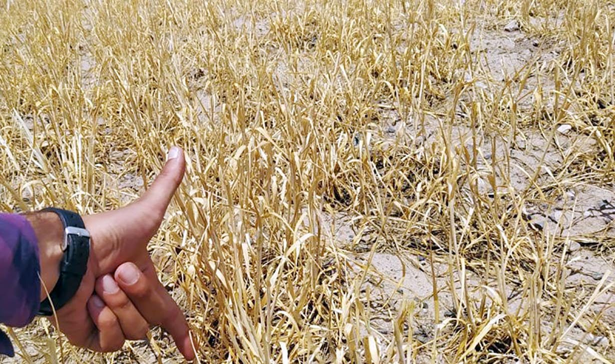 Yozgat Bozok Üniversitesi Rektör Yardımcısı ve Ziraat Fakültesi Öğretim Üyesi