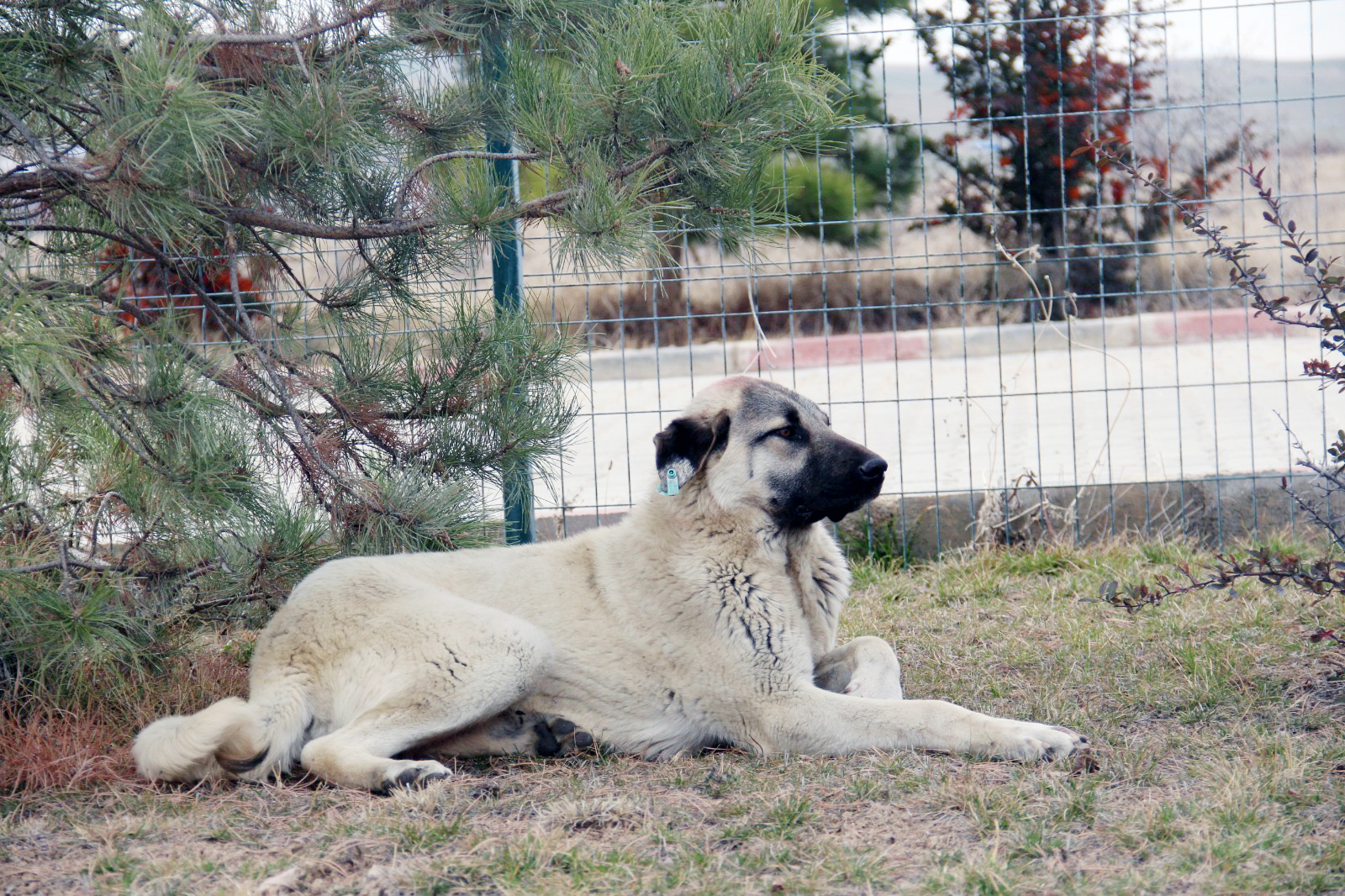 Çandır Kaymakamlığı öncülüğünde, Çandır Belediyesi destekleriyle ilçe gelenilde bulunan sokak