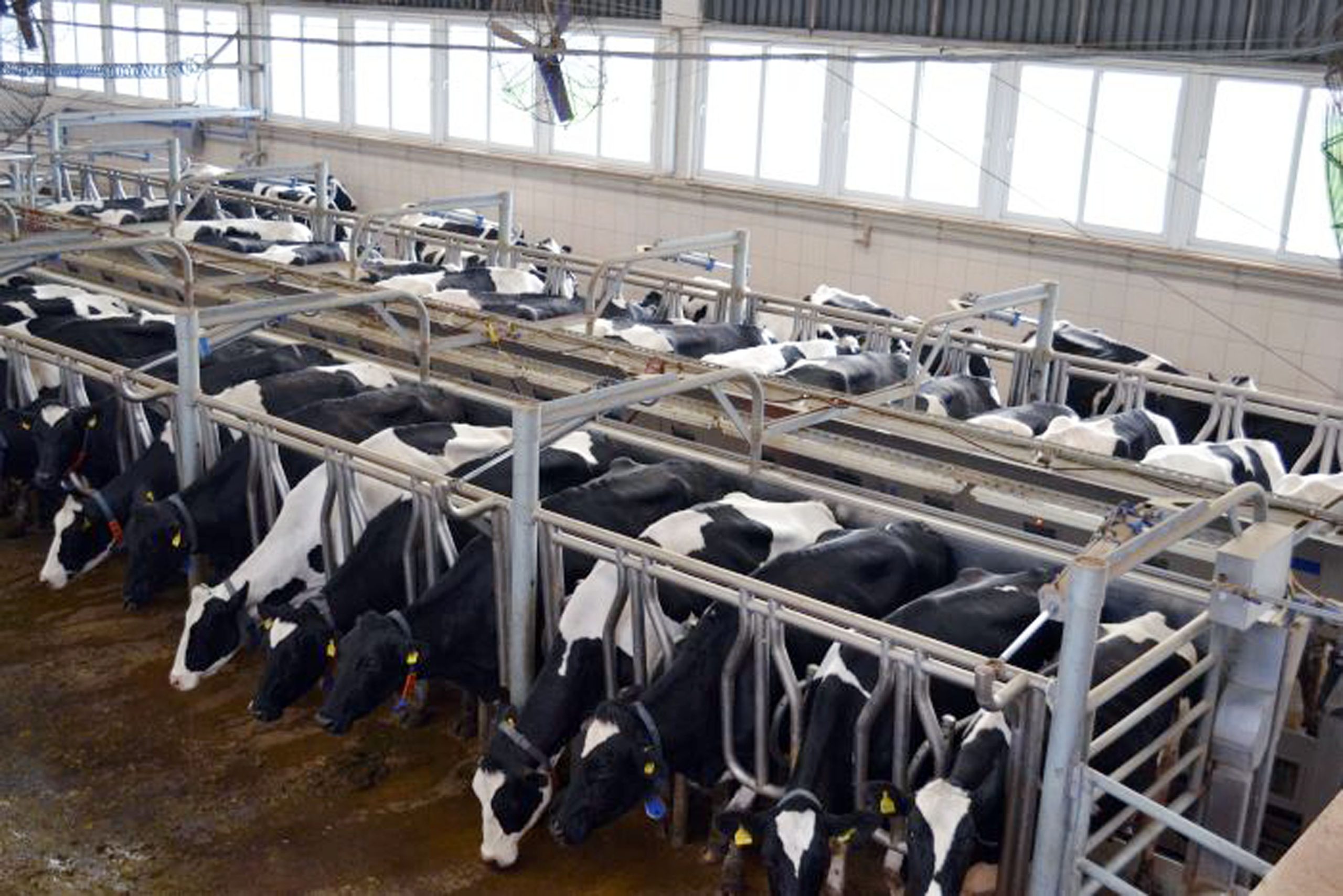 Tarım ve Orman Bakanlığı, çiğ süt desteği ödemelerine ilişkin usul