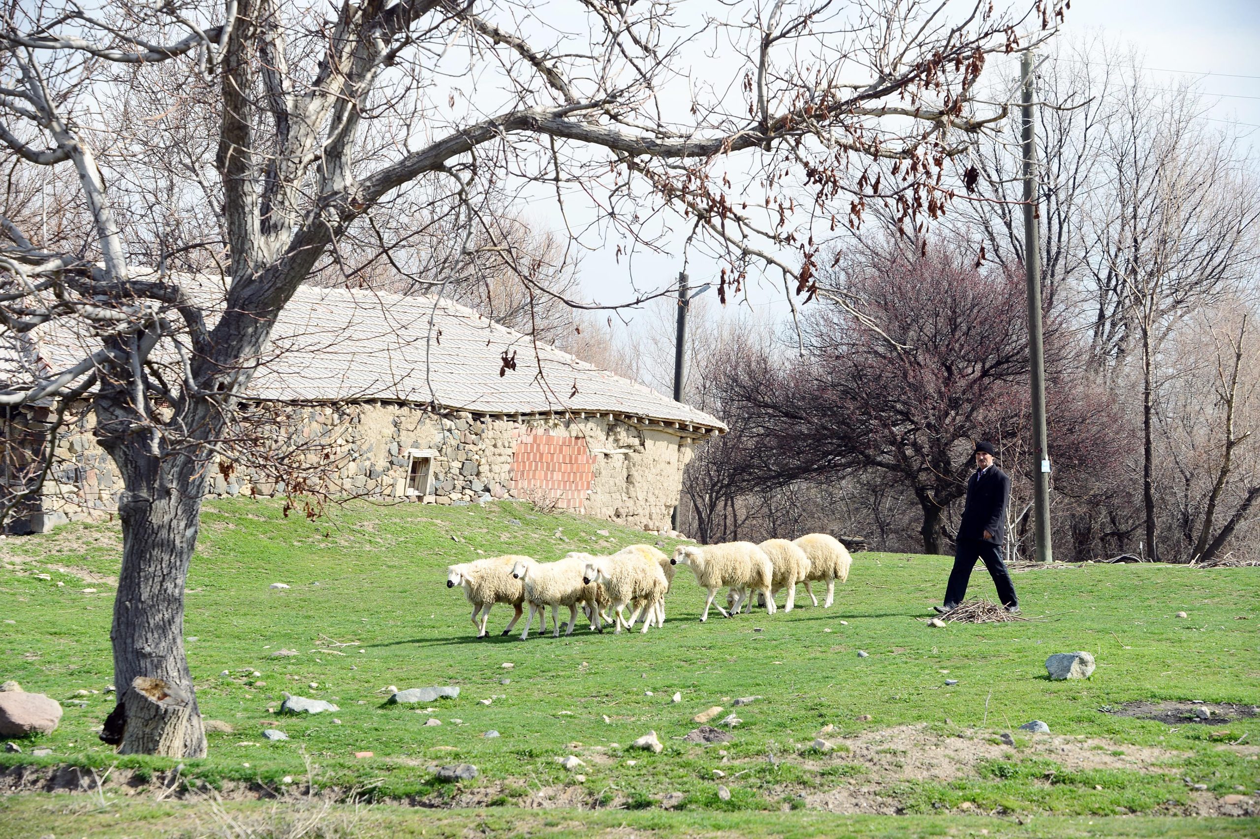 Kış mevsiminin bitişinin habercisi olarak bilinen ve üç tane olan
