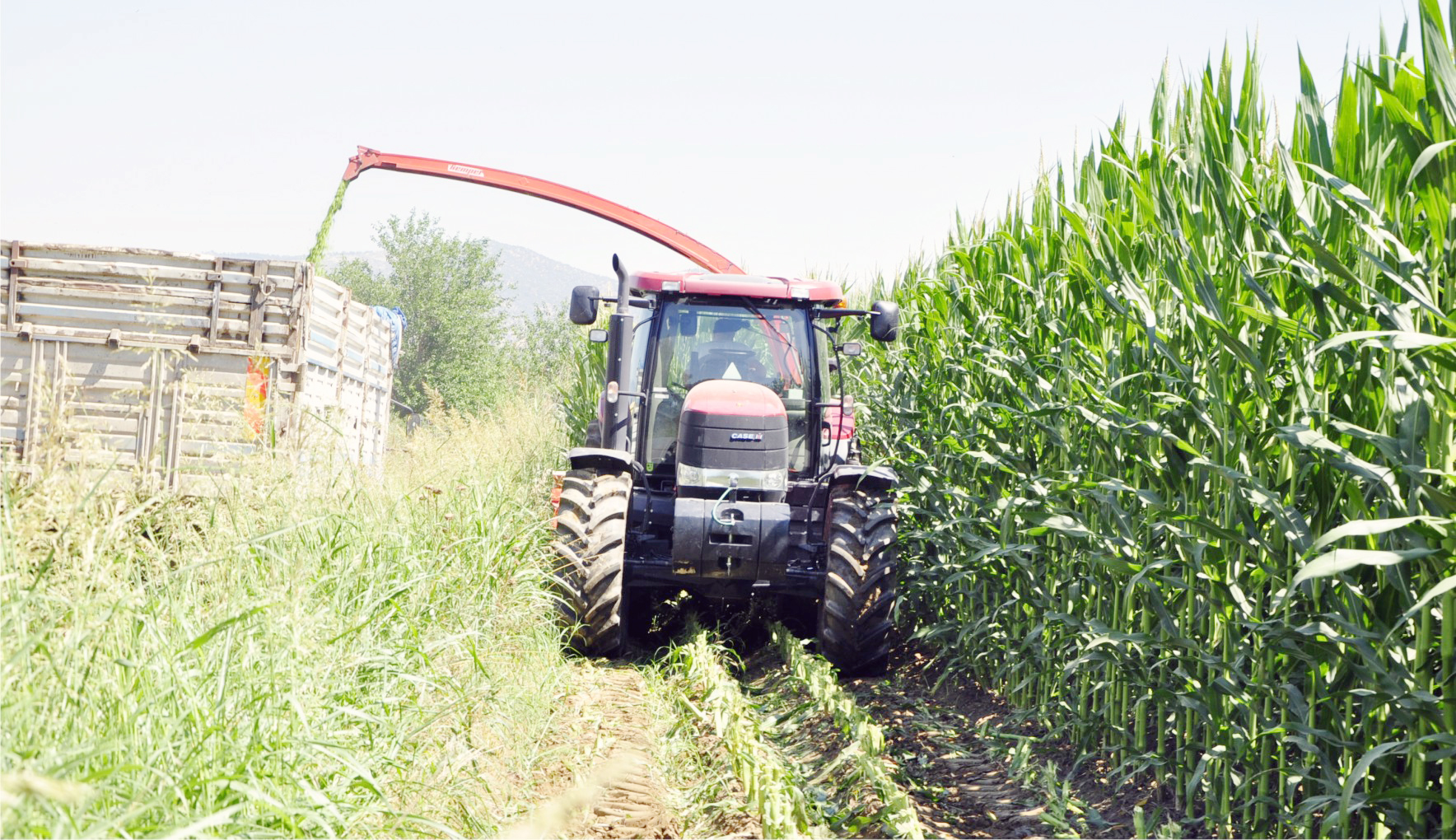 Yem bitkisi yetiştiren üreticilerin desteklerden yararlanabilmesi için Tarım ve Orman