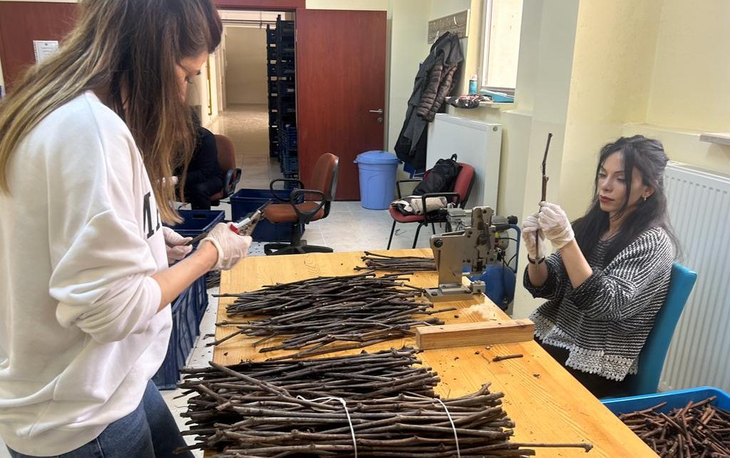 Türkiye’nin önemli tarım bölgelerinden Yozgat’ta bir dönem bağcılıkta da söz