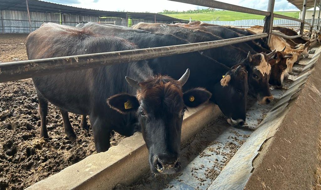 Yozgat Tarım ve Orman Müdürlüğü, İl genelindeki bütün canlı hayvan