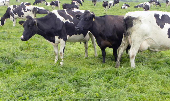 Tarım ve Orman Bakanlığı tarafından düve alım desteği kapsamında düve