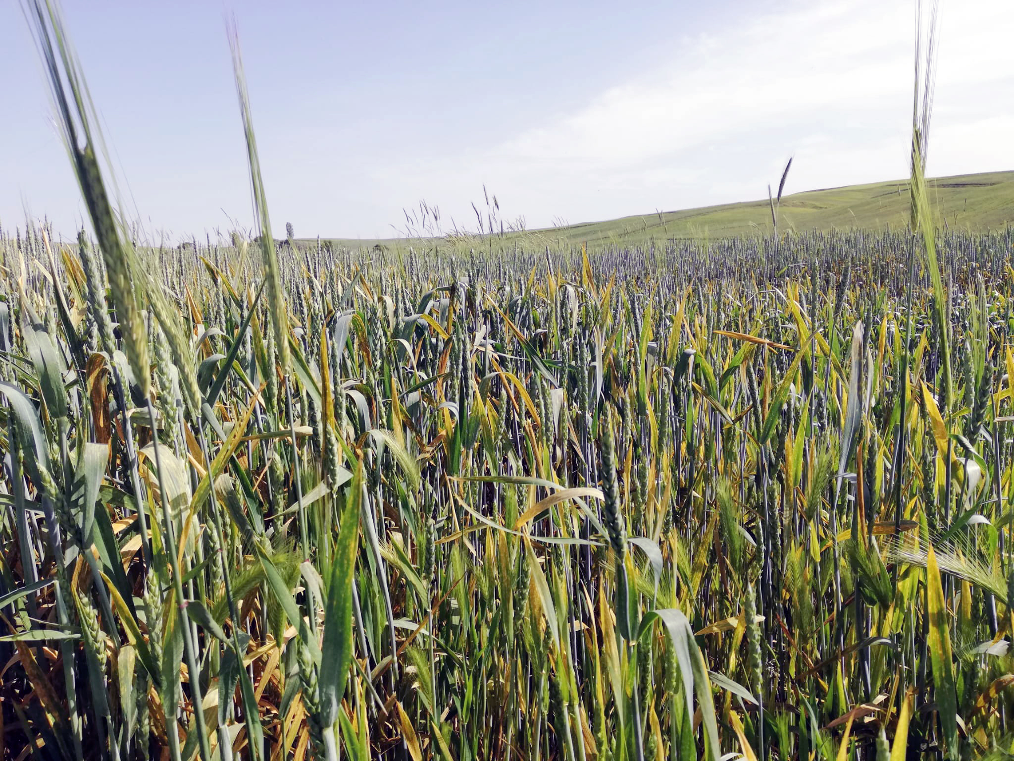Yozgat Ziraat Odası Başkanı İsmail Açıkgöz, hububat ekili alanlar konusunda