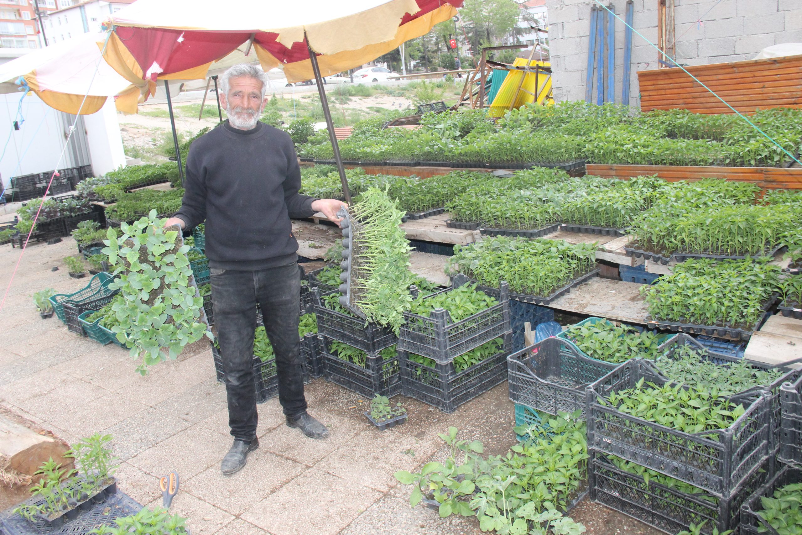Yozgat'ta Nisan ayıyla birlikte satışa sunulan sebze fideleri satışı devam