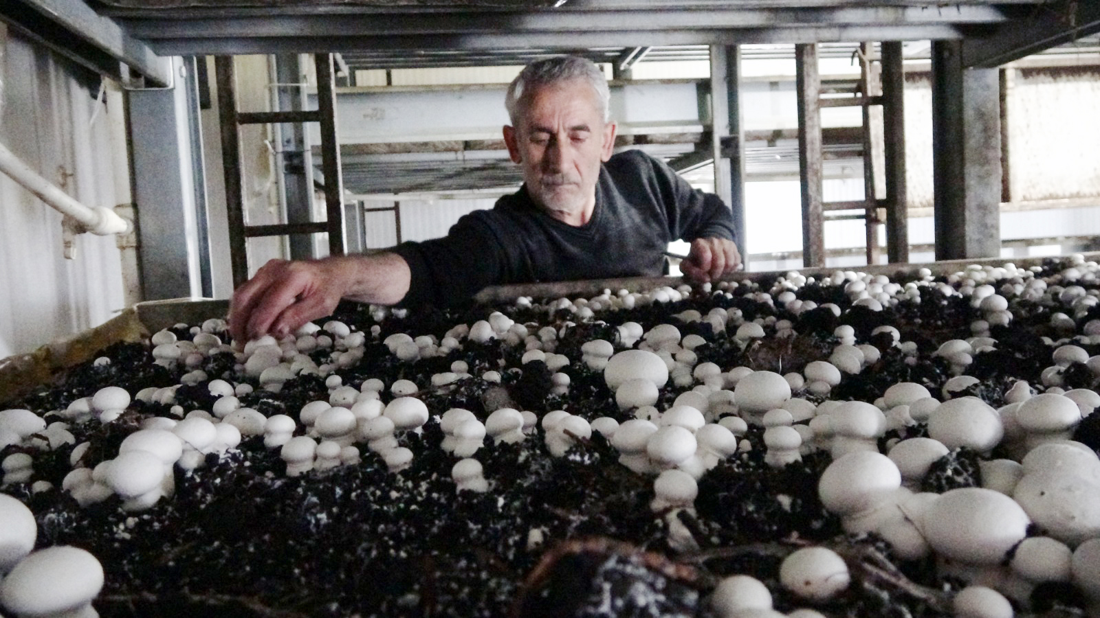 Yozgat’a üretimi gerçekleştirilen mantar, Karadeniz ve Doğu Anadolu Bölgesi’nin ihtiyacını