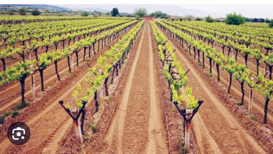 Şefaatli ilçesinde Konya Ovası Projesi kapsamında modern bağcılığın geliştirilmesi için